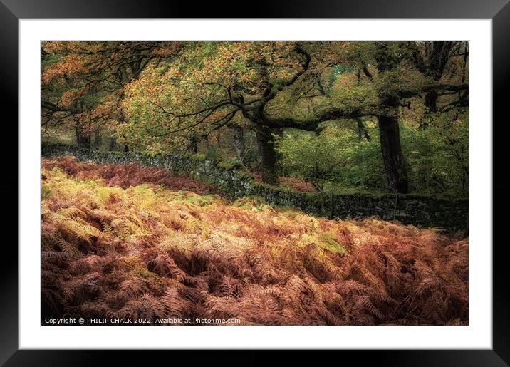 Tarn Howes Autumn  woodland 846 Framed Mounted Print by PHILIP CHALK