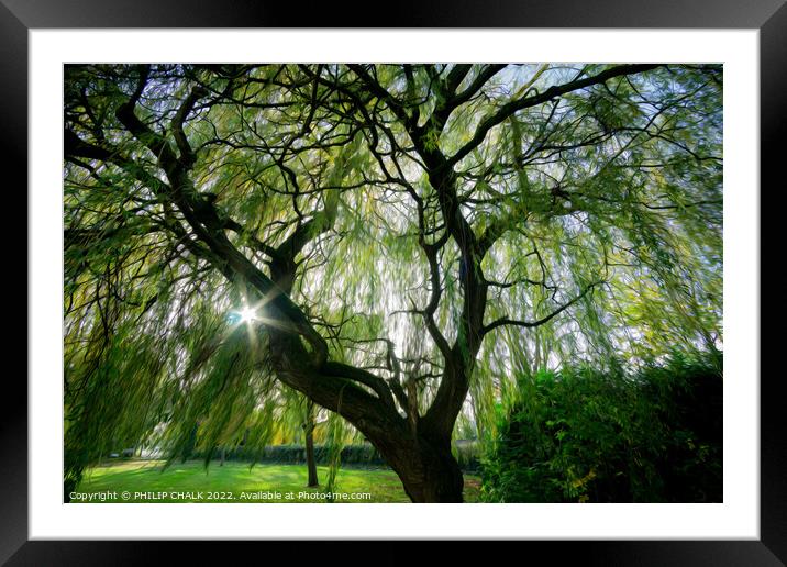Magical willow tree 850 Framed Mounted Print by PHILIP CHALK