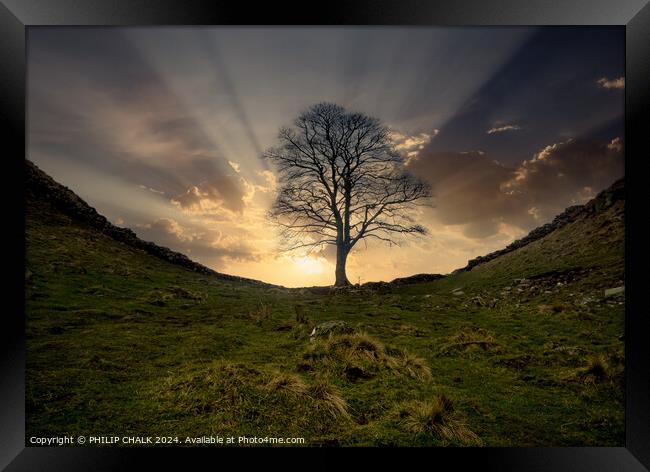 Sycamore gap 1056 Framed Print by PHILIP CHALK
