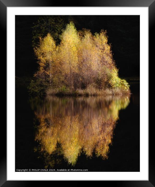 Golden birch tree reflection 1060 Framed Mounted Print by PHILIP CHALK