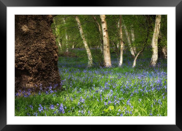 Bluebells in woodland  Framed Mounted Print by PHILIP CHALK
