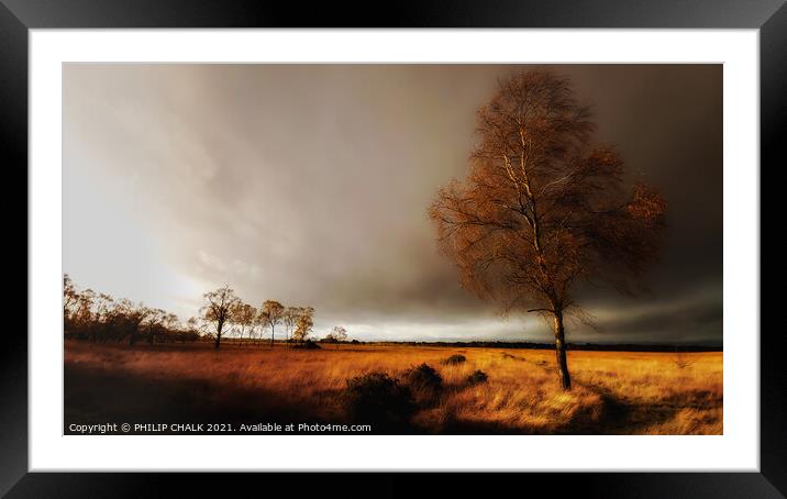 Lone tree on Strensall common York 25  Framed Mounted Print by PHILIP CHALK