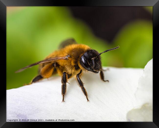 Bee on a flower 33 Framed Print by PHILIP CHALK
