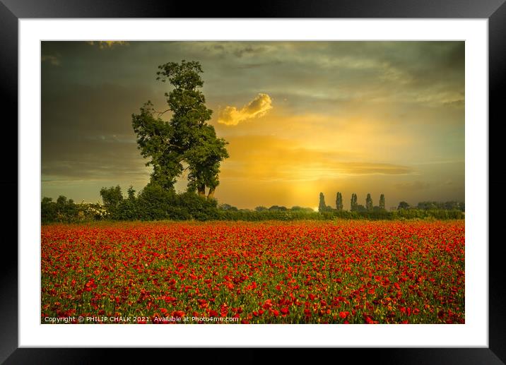 Poppy field sunrise at east Cottingworth near York 36 Framed Mounted Print by PHILIP CHALK