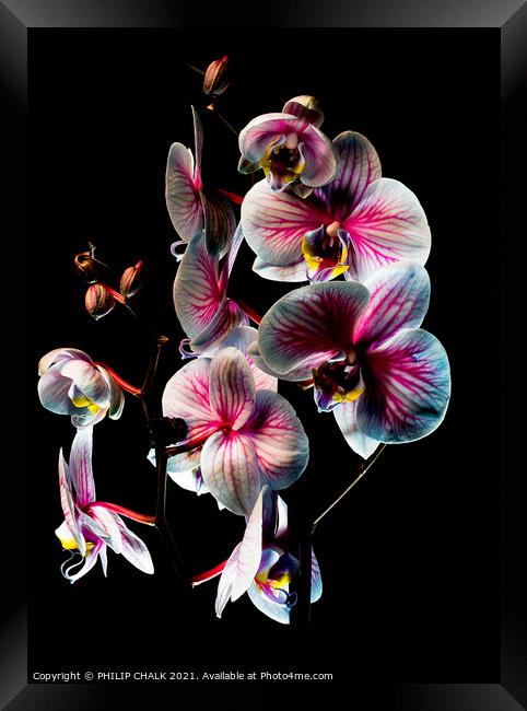 Pink and white Orchid with black background 46 Framed Print by PHILIP CHALK