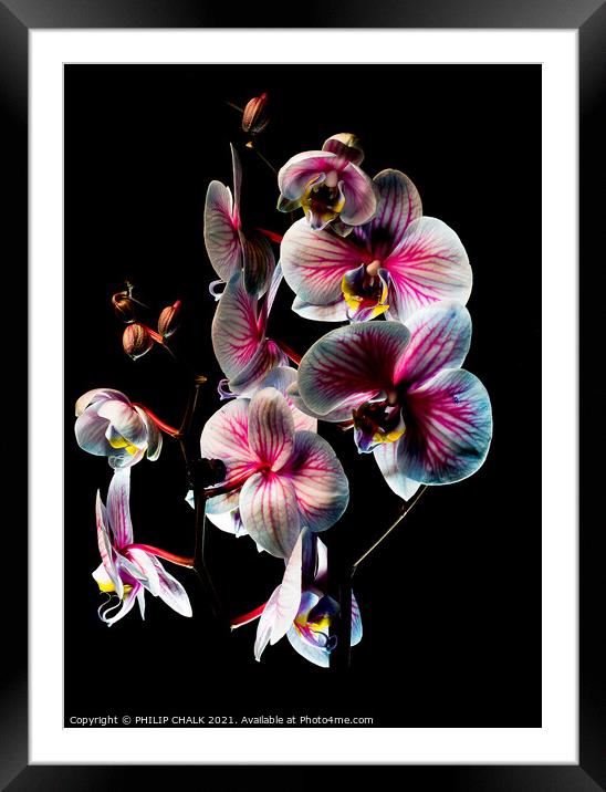 Pink and white Orchid with black background 46 Framed Mounted Print by PHILIP CHALK