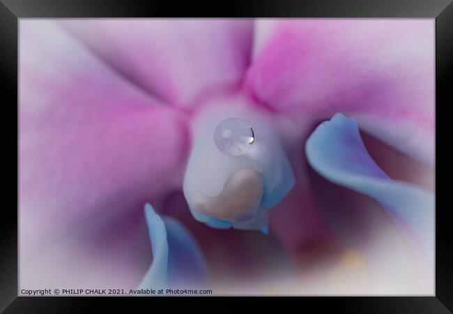 Single drop of water on an Orchid 53 Framed Print by PHILIP CHALK