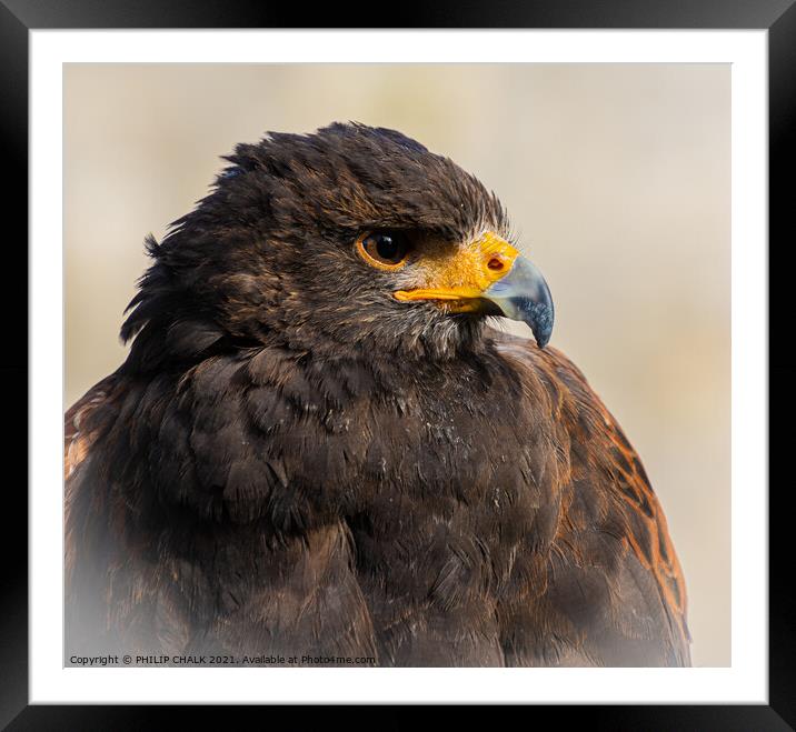 A close up of a Harris Hawk 60 Framed Mounted Print by PHILIP CHALK