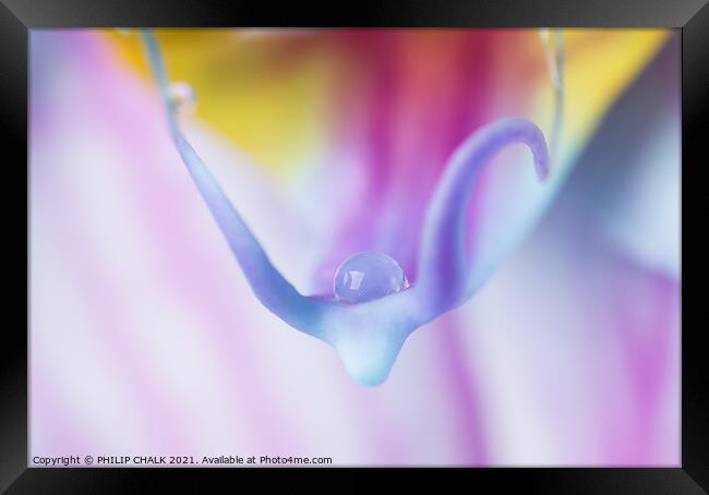 Single water droplet on a delicate Orchid 91 Framed Print by PHILIP CHALK