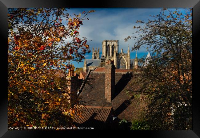 York Minster in Autumn from the bar walls 102  Framed Print by PHILIP CHALK