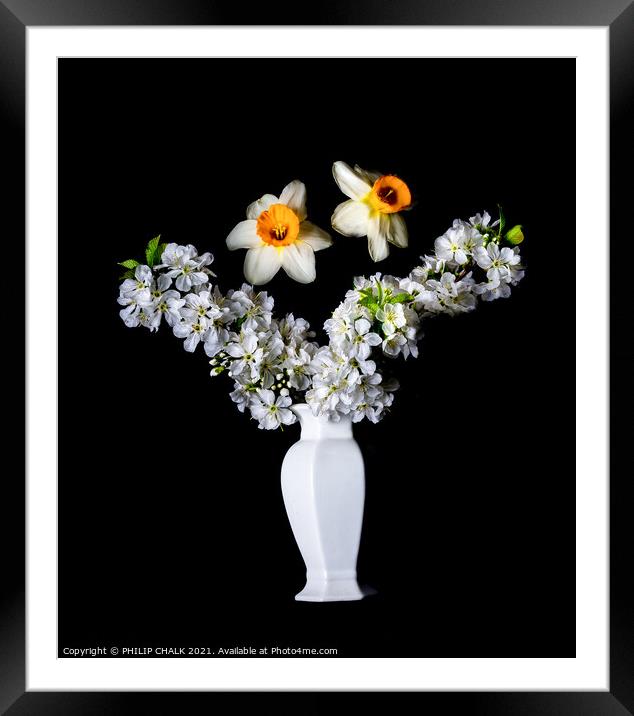 Dafodils and Apple Blossom in a vase 143 Framed Mounted Print by PHILIP CHALK