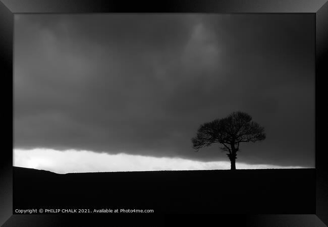Lone tree in a storm 149 Framed Print by PHILIP CHALK