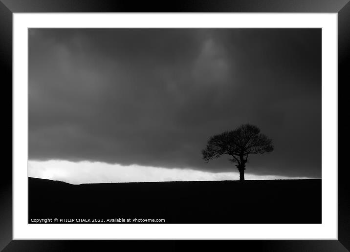 Lone tree in a storm 149 Framed Mounted Print by PHILIP CHALK