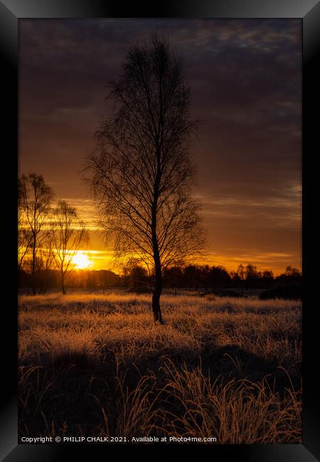 Lone dark tree at sunrise 167 Framed Print by PHILIP CHALK