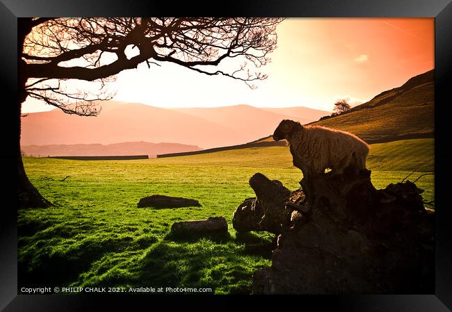 Herdwick Sheep on a log in the Lake district 203 Framed Print by PHILIP CHALK