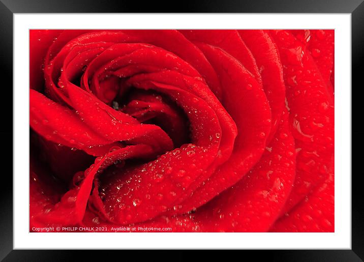 Heart of a Rose 221 Framed Mounted Print by PHILIP CHALK