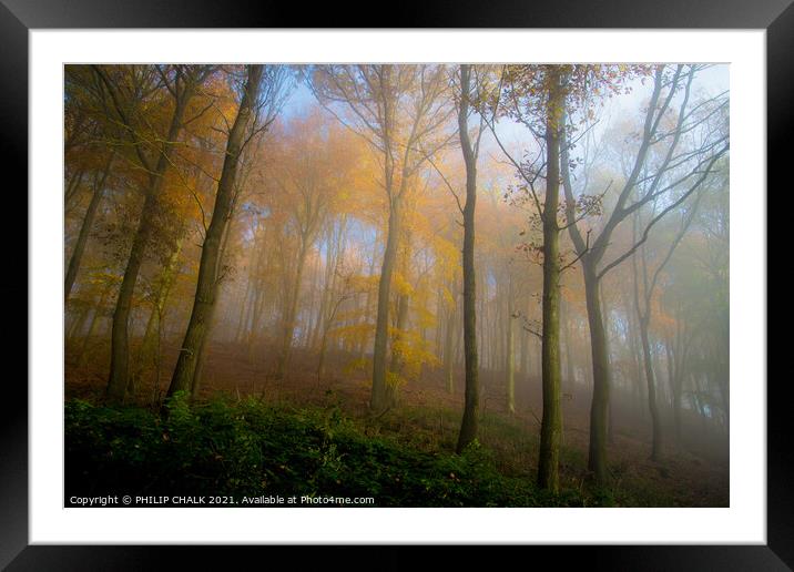 misty woods in the sun 220 Framed Mounted Print by PHILIP CHALK