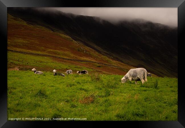 Herdwick sheep grazing next to Buttermere in the lake district 226 Framed Print by PHILIP CHALK