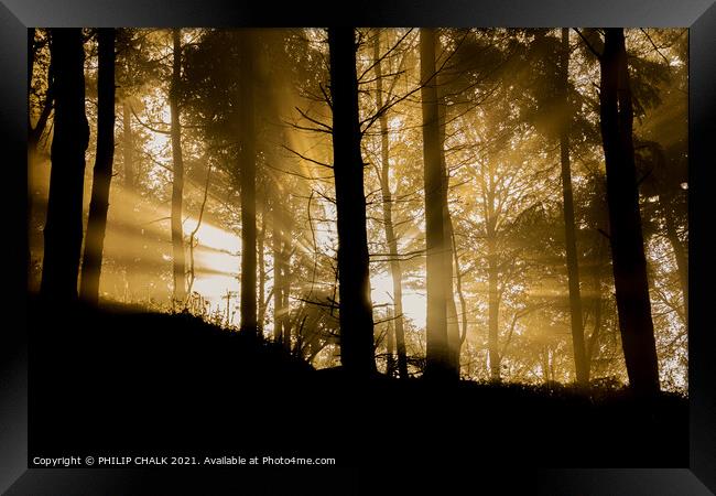 Sunrise in the forest  232 Framed Print by PHILIP CHALK