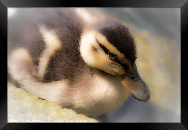 A close up of a duckling 285  Framed Print by PHILIP CHALK