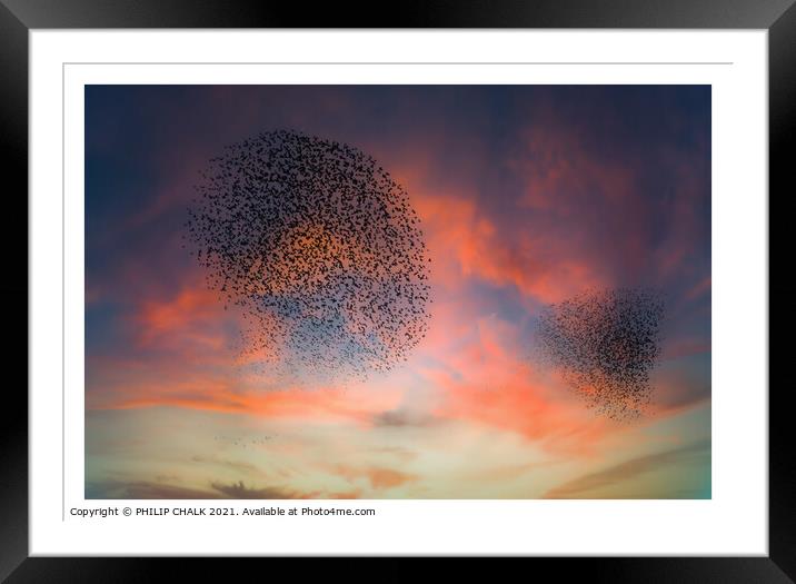Starling murmurations  Framed Mounted Print by PHILIP CHALK