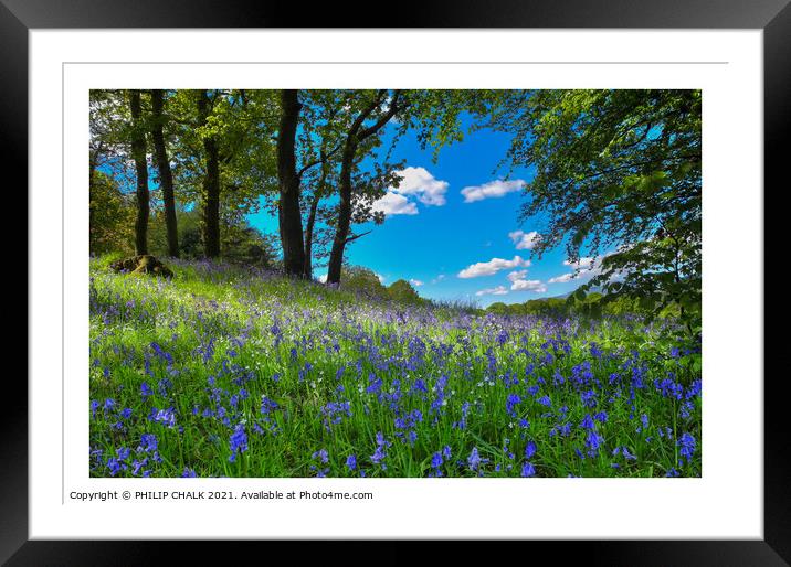 Bluebell's on a spring day 299  Framed Mounted Print by PHILIP CHALK