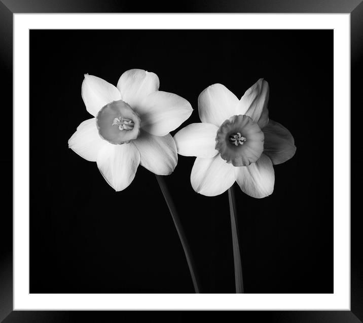 Daffodils in black and white 300   Framed Mounted Print by PHILIP CHALK