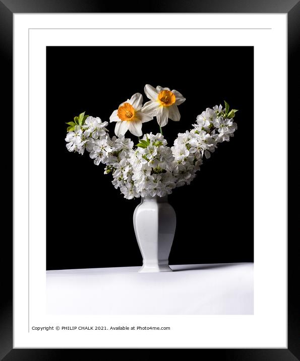 Dafodils and Apple Blossom in a vase 314 Framed Mounted Print by PHILIP CHALK