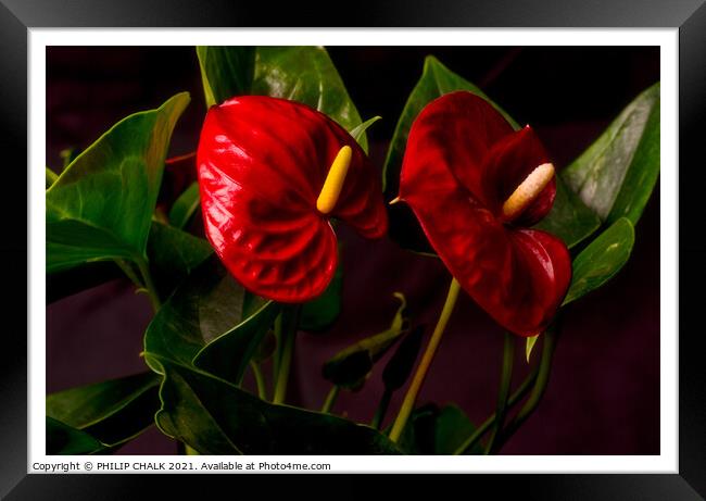 Flamingo lily 316 Framed Print by PHILIP CHALK