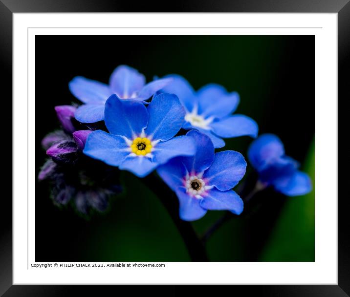 Forget me nots 317 Framed Mounted Print by PHILIP CHALK