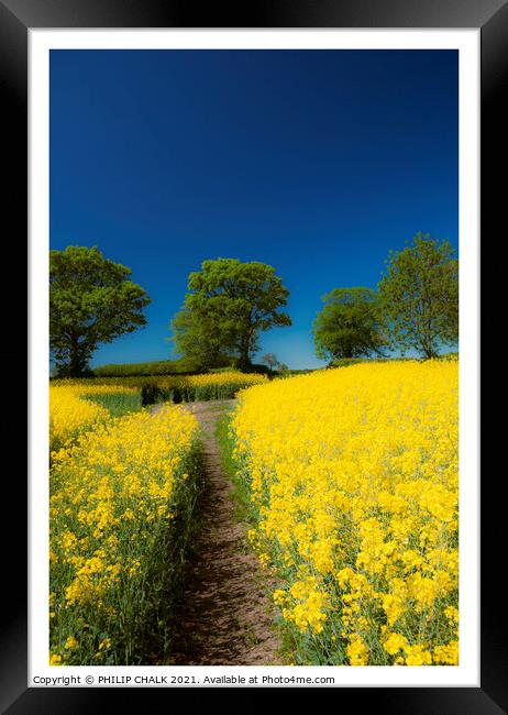 Rape seed field on a summer's day 319 Framed Print by PHILIP CHALK