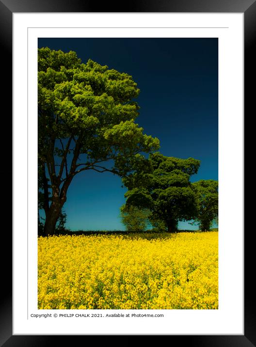 Sunny day in a rapeseed field 320  Framed Mounted Print by PHILIP CHALK