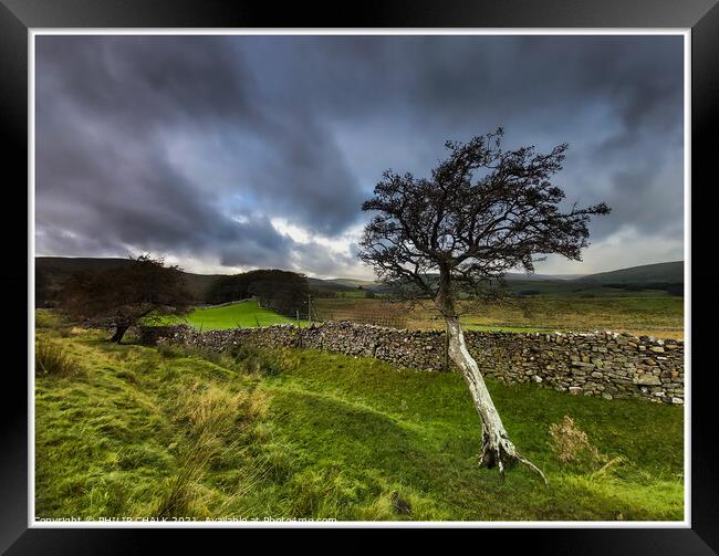 Single tree clinging on to life in the Yorkshire dales 351  Framed Print by PHILIP CHALK