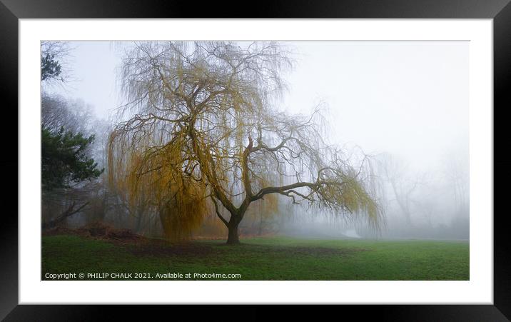 Weeping willow in the mist 354 Framed Mounted Print by PHILIP CHALK