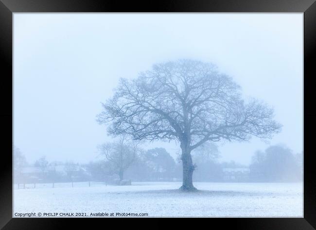 Oak tree in a snow storm 360  Framed Print by PHILIP CHALK