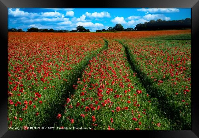 Poppy field with tractor tracks 378  Framed Print by PHILIP CHALK