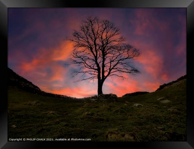 Sycamore gap sunset 379  Framed Print by PHILIP CHALK