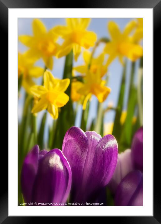 Dafodils and purple krokus 391  Framed Mounted Print by PHILIP CHALK