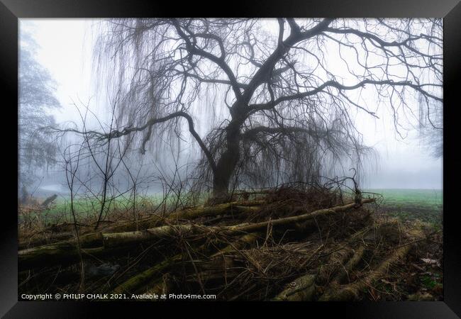 Weeping willow in the mist 392  Framed Print by PHILIP CHALK