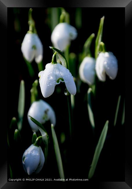 Snow drops with water droplets 394  Framed Print by PHILIP CHALK