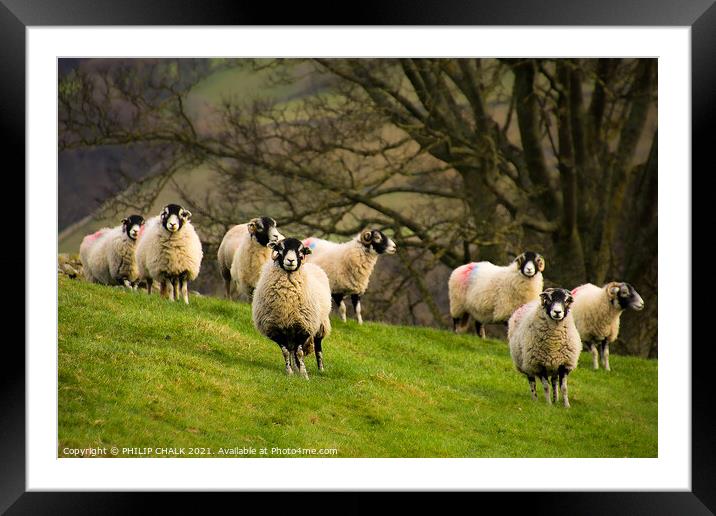 Sheep grazing in the Yorkshire dales. 406  Framed Mounted Print by PHILIP CHALK