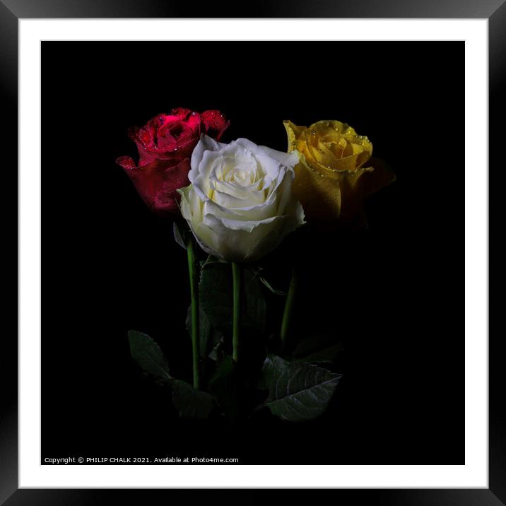 Three roses in the dark 409  Framed Mounted Print by PHILIP CHALK