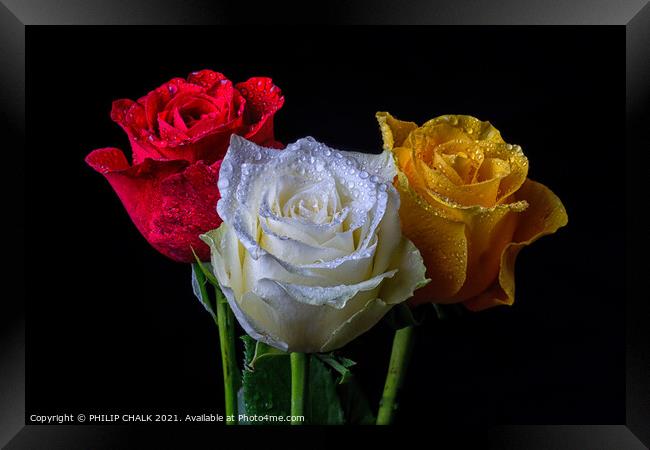 Three roses with water droplets 410 Framed Print by PHILIP CHALK
