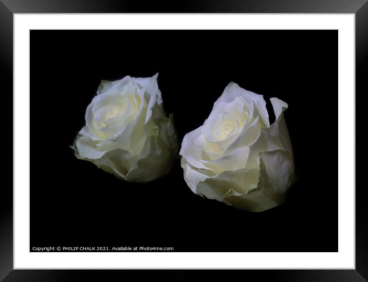 White rose reflection 411  Framed Mounted Print by PHILIP CHALK