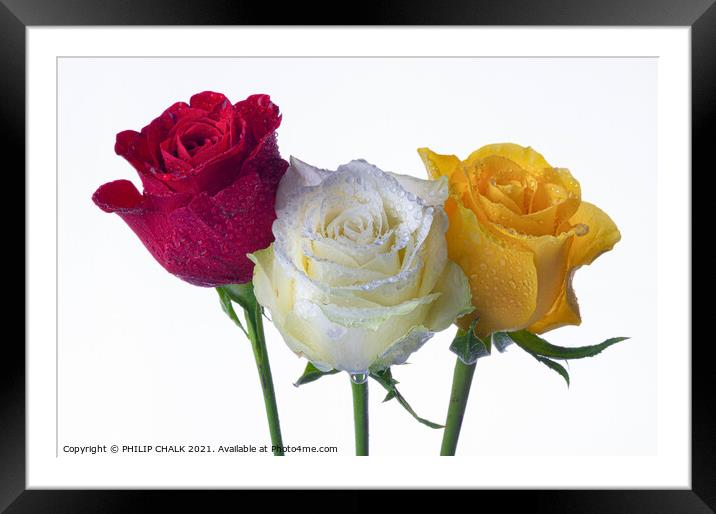 red yellow and white rose with water droplets 417  Framed Mounted Print by PHILIP CHALK