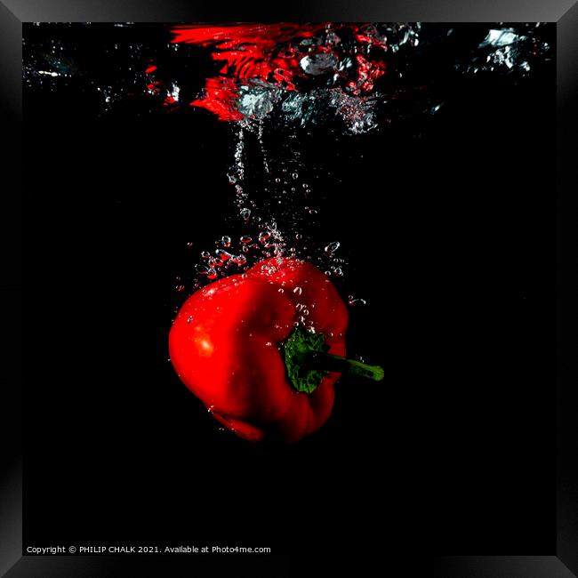red pepper splash with black background still life 441 Framed Print by PHILIP CHALK