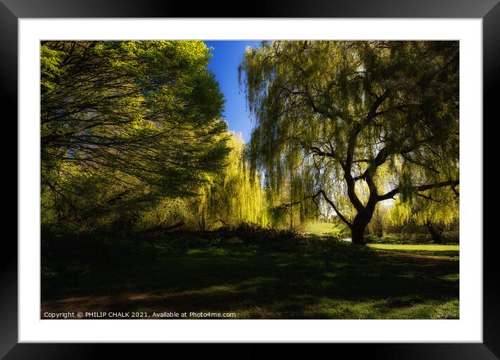 Weeping willow trees in the soft summer light 462  Framed Mounted Print by PHILIP CHALK