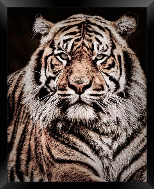 Sumatran Tiger Portrait Framed Print by Jeni Harney