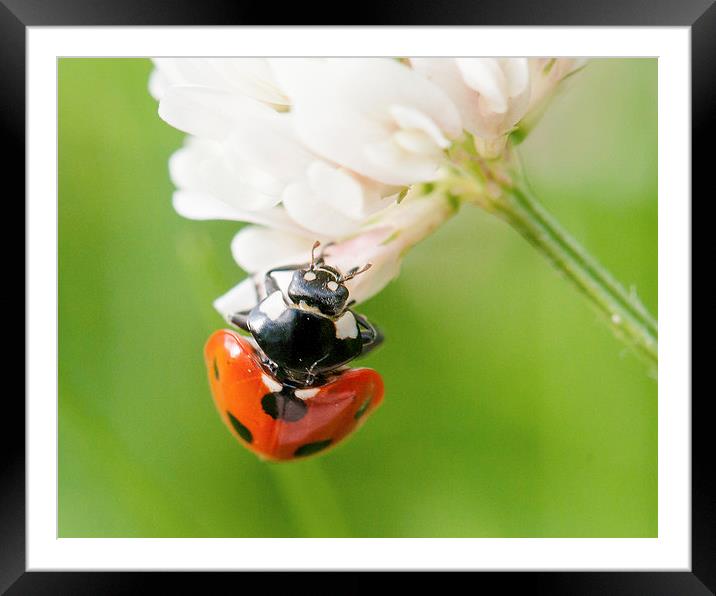 Ladybird on Clover Framed Mounted Print by Jeni Harney