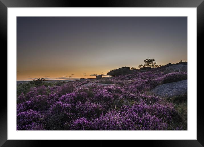 Heather in Bloom at Millstone Edge Framed Mounted Print by Jeni Harney
